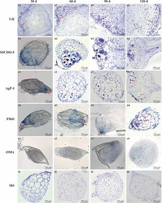 Compatible and Incompatible Mycorrhizal Fungi With Seeds of Dendrobium Species: The Colonization Process and Effects of Coculture on Germination and Seedling Development